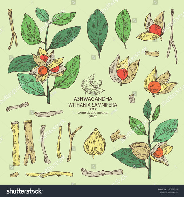 Proprietà salutistiche dell’Ashwagandha