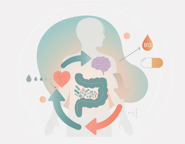 L'asse intestino-cuore-cervello: una connessione vitale per la salute metabolica. 🧭🔬