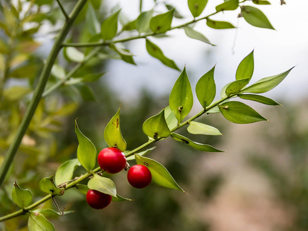 Proprietà salutistiche del Rusco