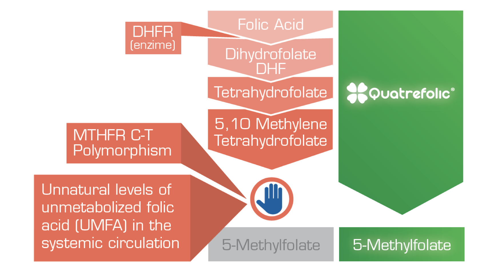 differenza aico folico quatrefolic