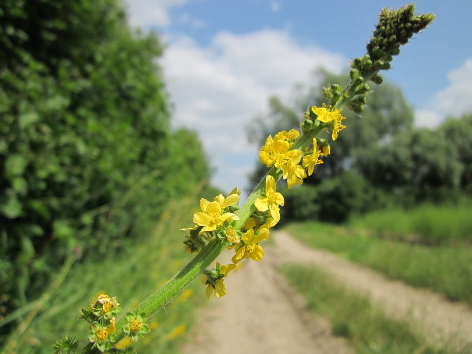 Piante con proprietà lenitive: Agrimonia e Camomilla