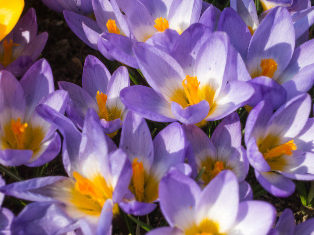 Crocus sativus fiorito