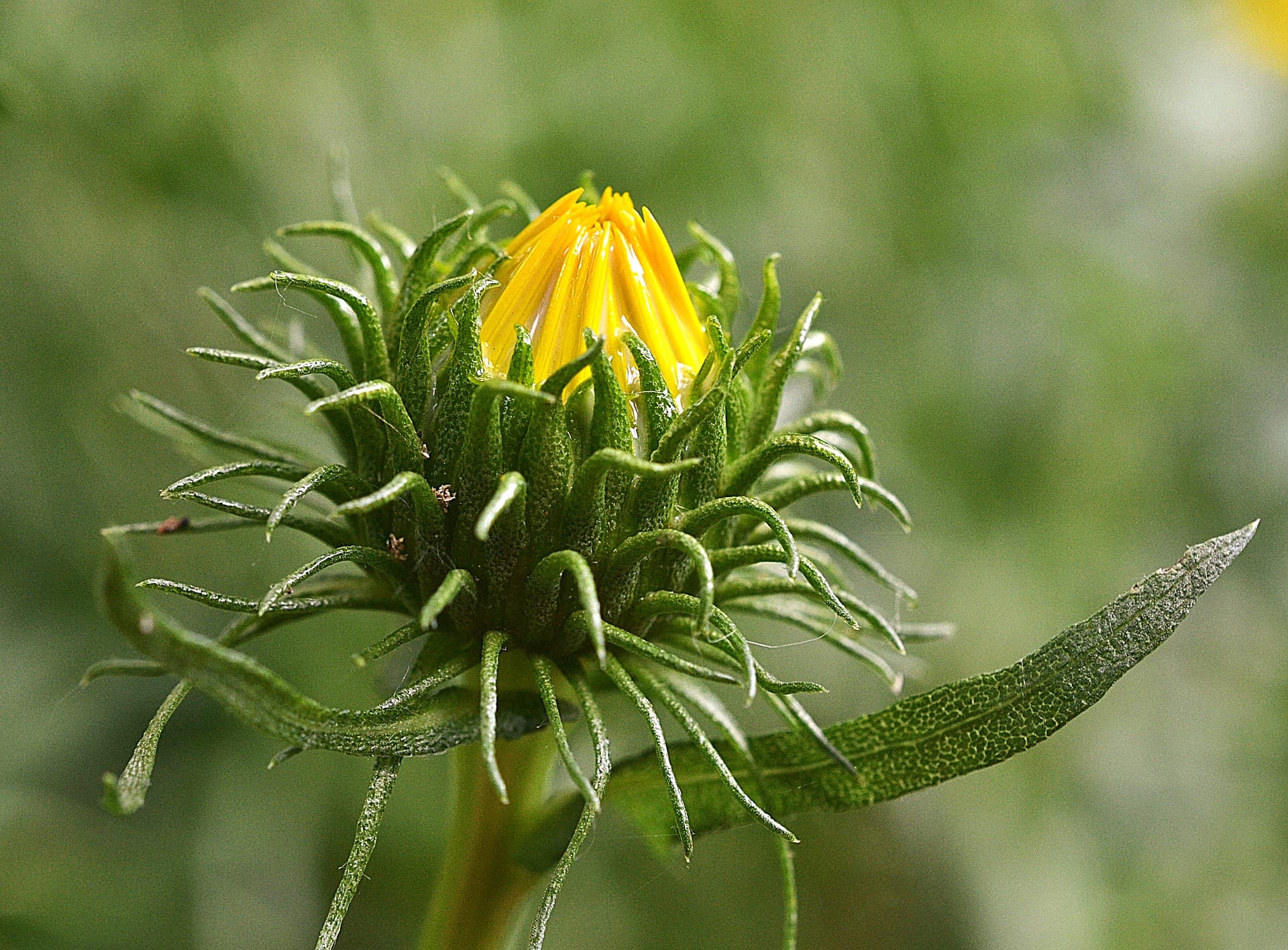 Proprietà salutistiche della Grindelia