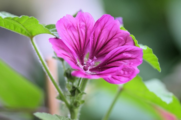 Proprietà salutistiche della Malva